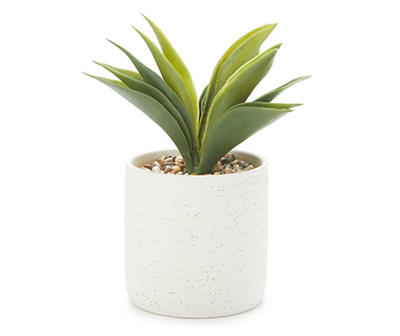 Succulent in Speckled Ceramic Pot