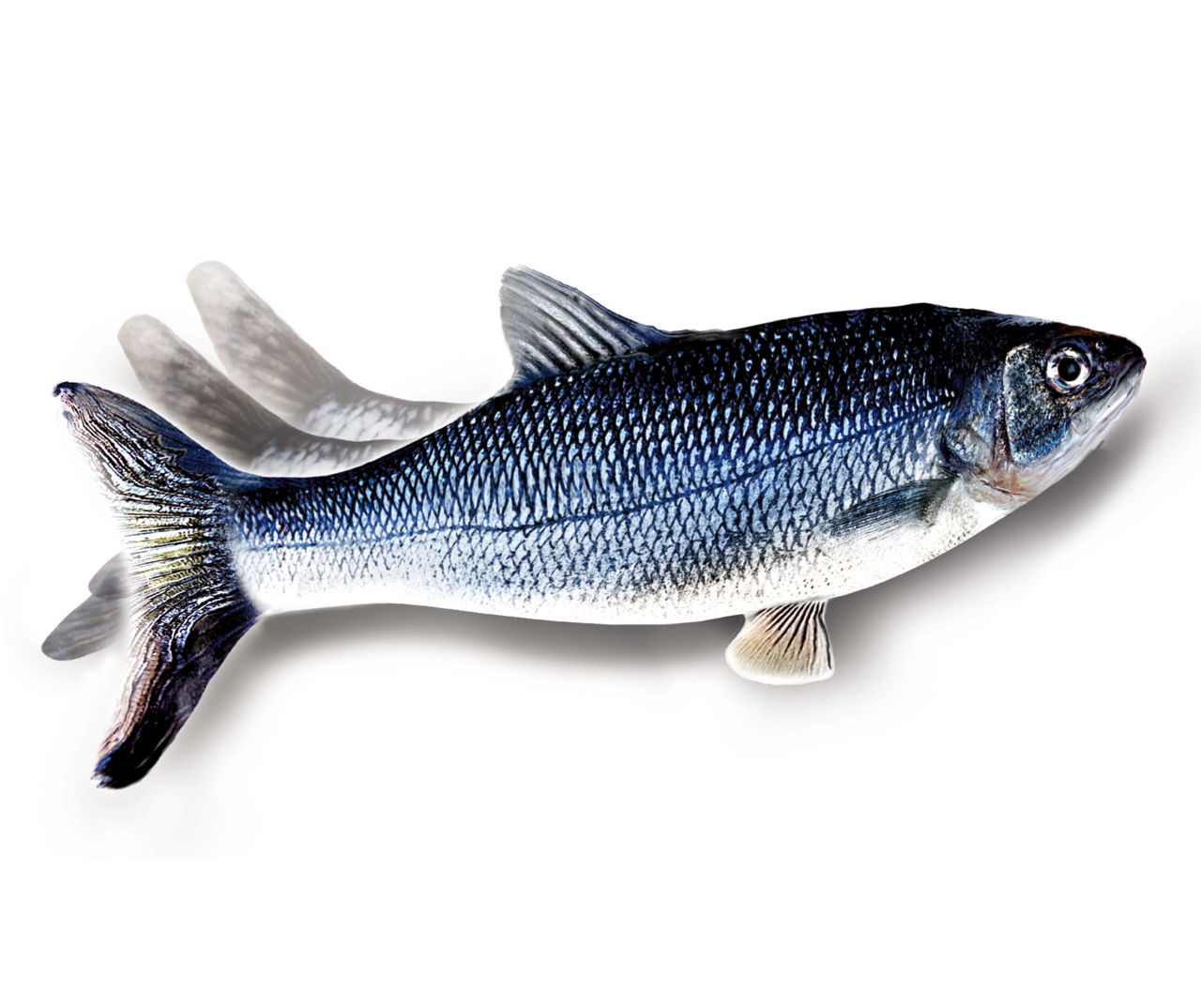 flippity fish toy for dogs