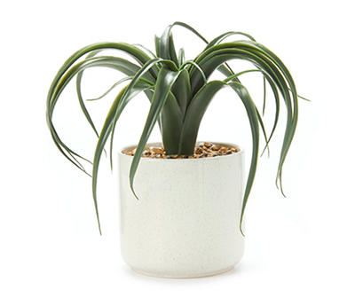 Green Aloe in Off-White Speckled Pot