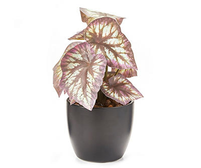 Purple Coleus Plant in Black Ceramic Pot