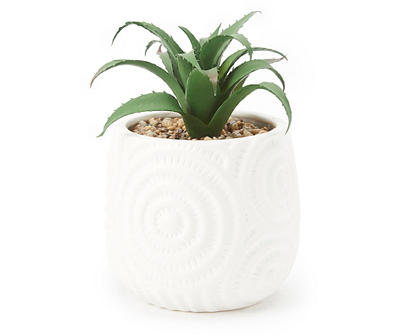 Green Aloe Arrangement in White Textured-Ring Ceramic Pot