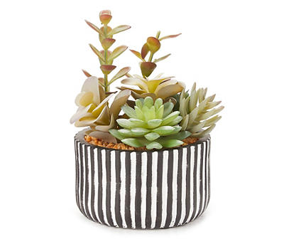 Succulent Arrangement in Black & White Striped Cement Pot