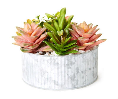 Green & Pink Succulent Arrangement in Galvanized Metal Pot