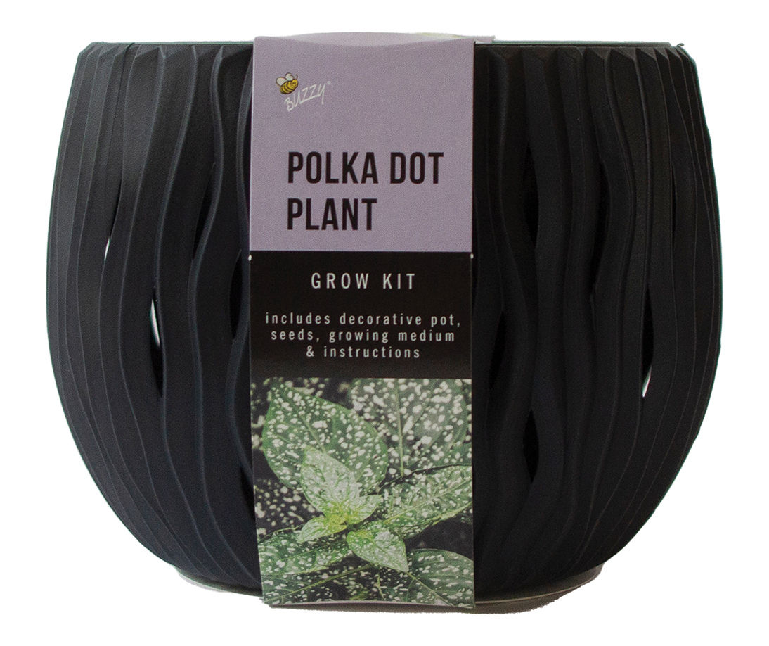 Polka Dot Plant & Wave Planter Grow Kit