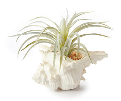 BHE CE AIR PLANT IN SHELL POT