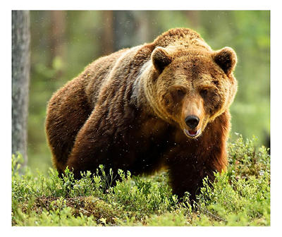 Raschel Brown & Green Grizzly Bear Throw, (50