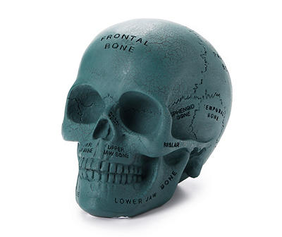 Anatomy Chart Skull Tabletop Decor