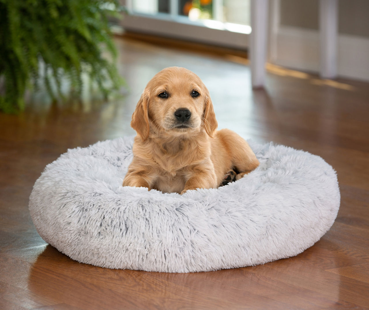 Big lots dog beds sale sale