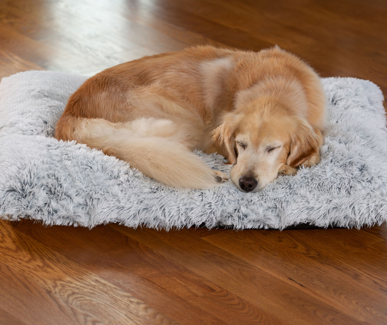 Biglots dog outlet beds