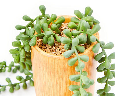 Artificial String of Pearls Plant in Wood Look Cement Pot