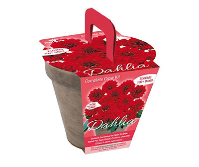 Red Dahlia Grow Kit with Terra-Cotta Pot