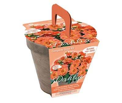 Orange Dahlia Grow Kit with Terra-Cotta Pot