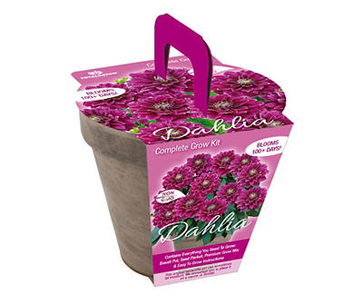 Purple Dahlia Grow Kit with Terra-Cotta Pot