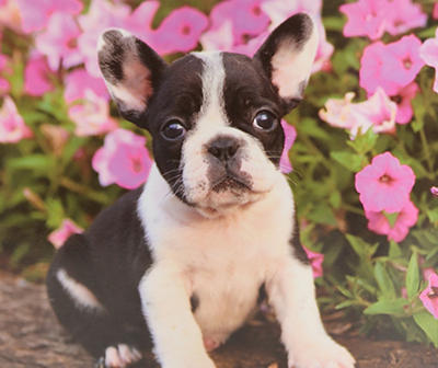 White, Black & Pink Frenchie Puppy Raschel Throw, (50" x 60")