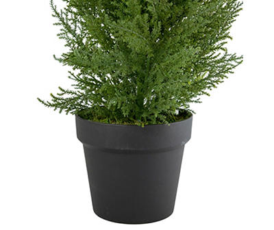 3' Cedar Pine Arborvitae Tree in Plastic Pot