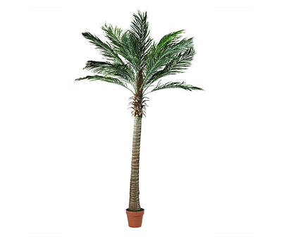 8' Phoenix Palm Tree in Terra-Cotta Pot