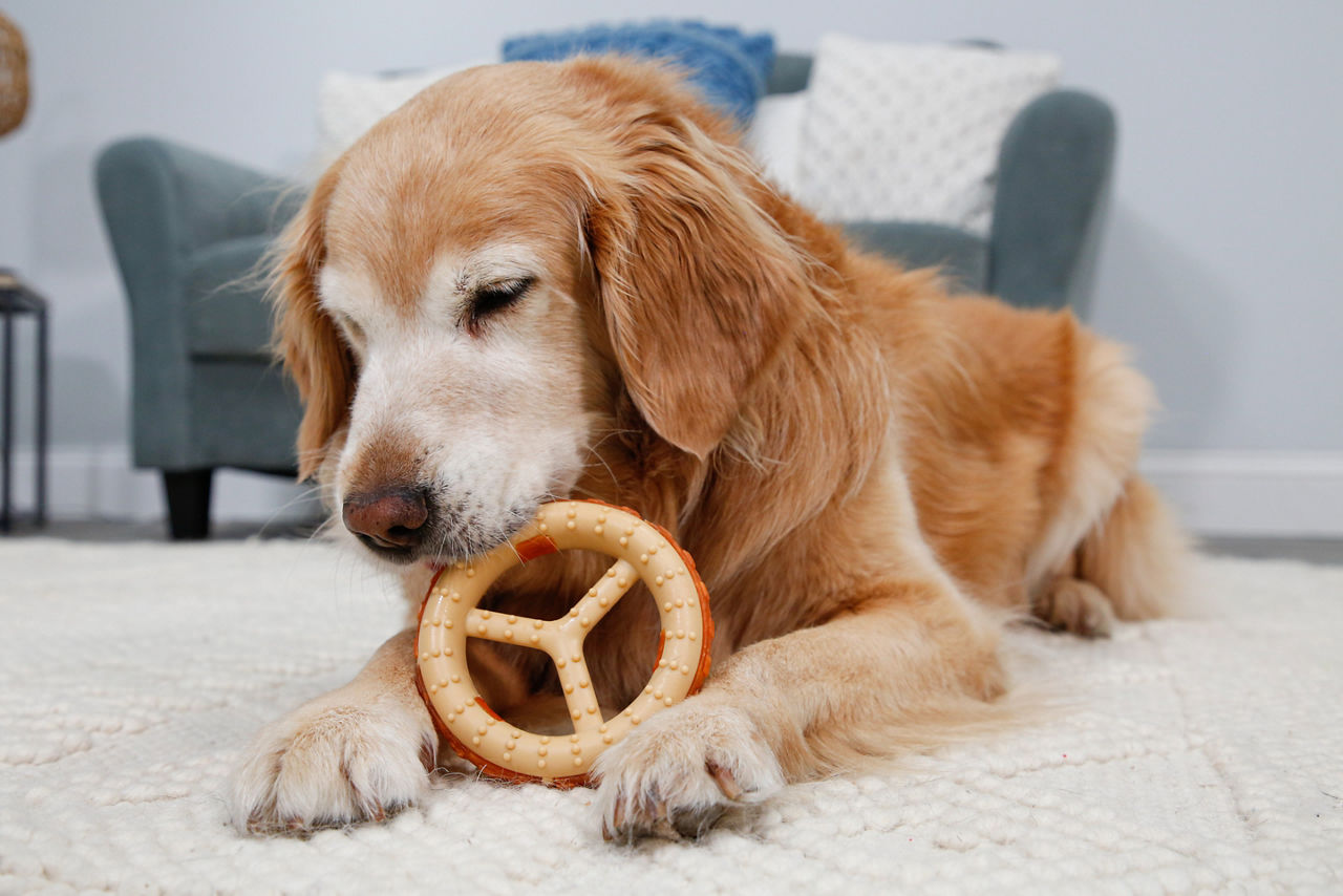 Chew 'N Clean Dental Ring Dog Toy