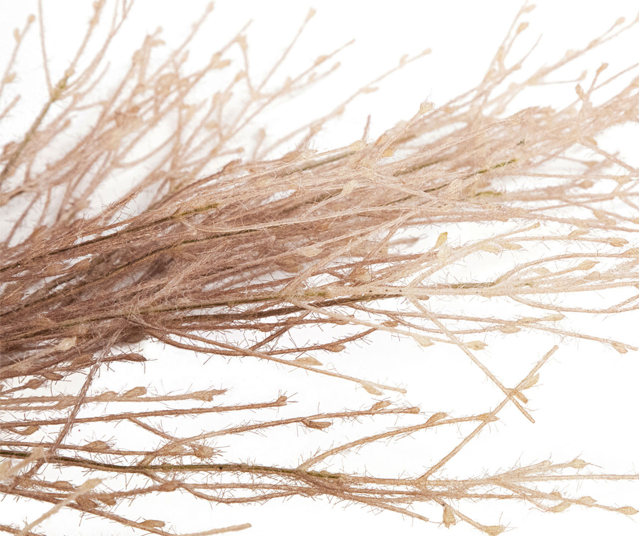 35" Flocked Fountain Grass Spray