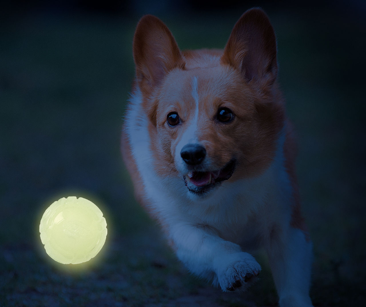 Light-Up Glow Ball Dog Toy