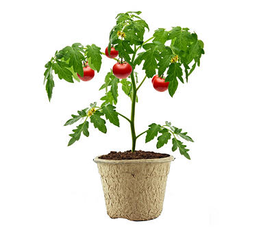 Grow Your Own Tomato Grow Kit