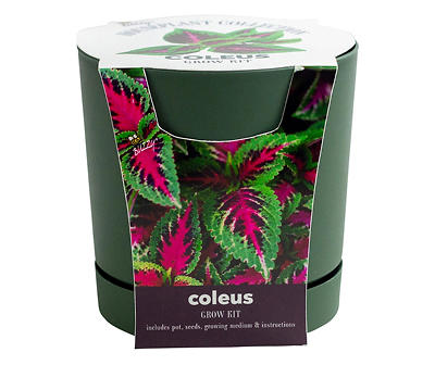 Coleus Houseplant Grow Kit