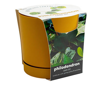 Philodendron Houseplant Grow Kit