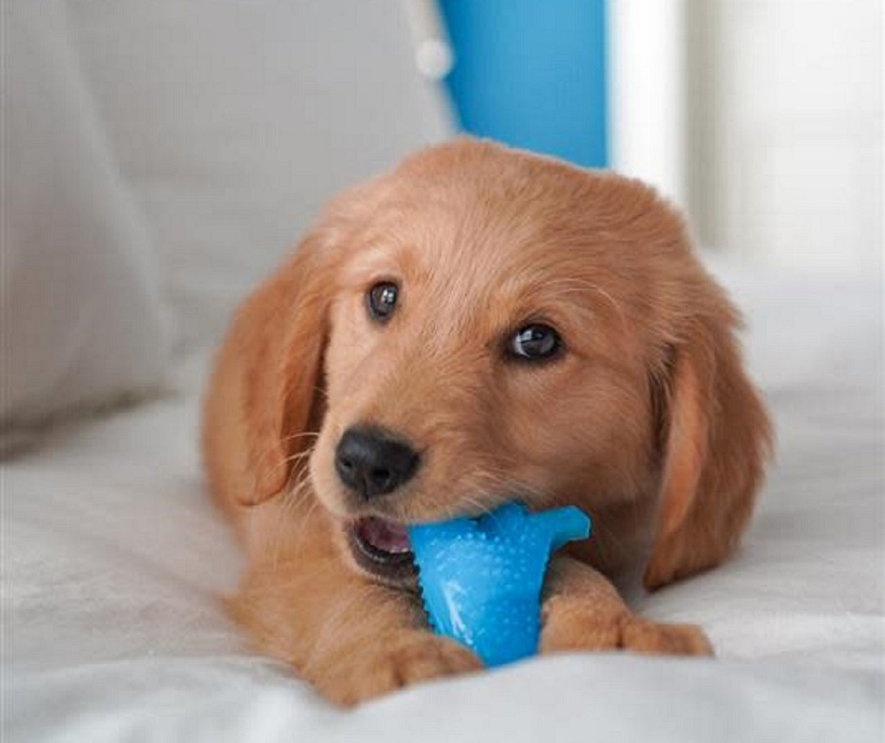 Dental Dino Puppy Chew Toy