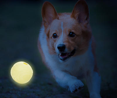 Glow Ball Dog Toy